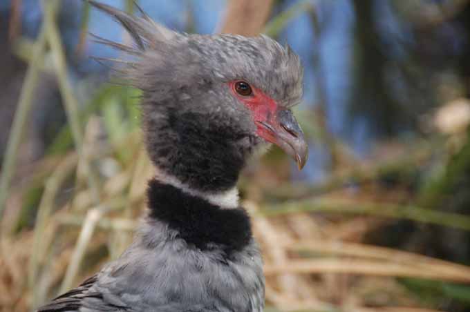 crested screamer